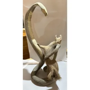 Cobra fighting Mongoose Taxidermy Prehistoric Online