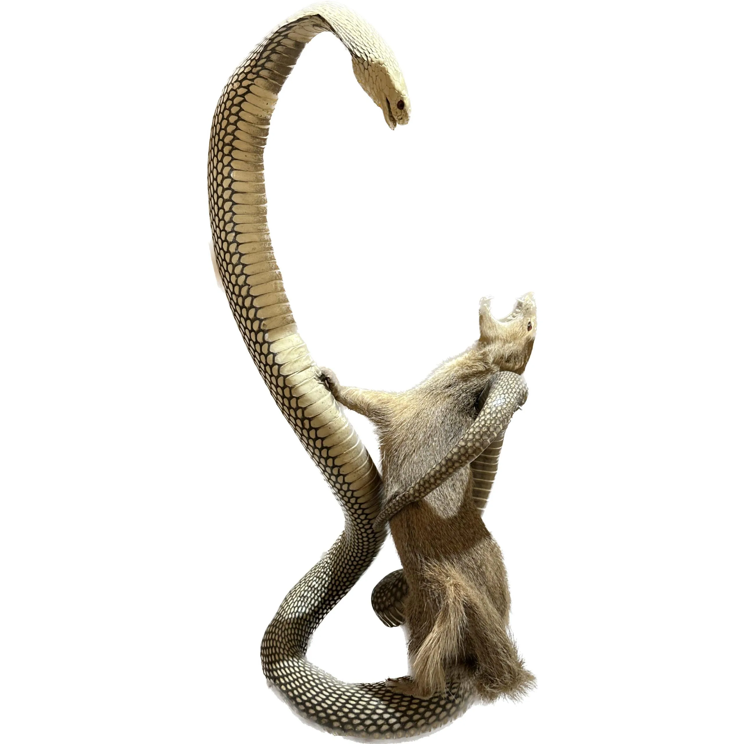 Cobra fighting Mongoose Taxidermy Prehistoric Online