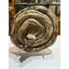 Boa Snake eating baby Armadillo Prehistoric Online