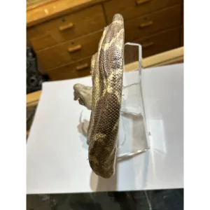Boa Snake eating baby Armadillo Prehistoric Online
