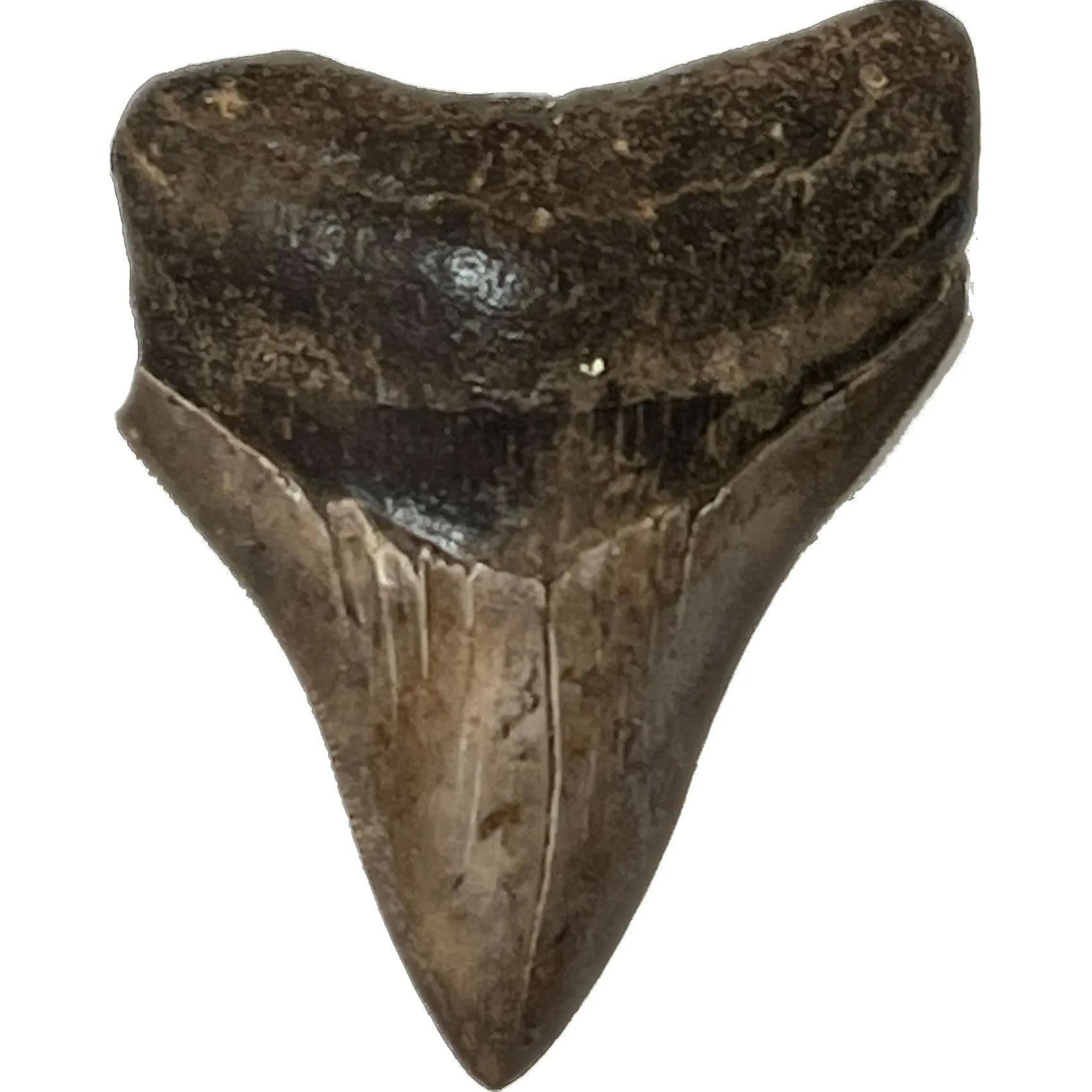 Perfect Megalodon Tooth- 3.69″ Prehistoric Online
