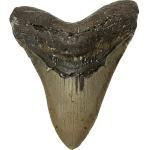 Megalodon Tooth – 5.69″, North Carolina Prehistoric Online