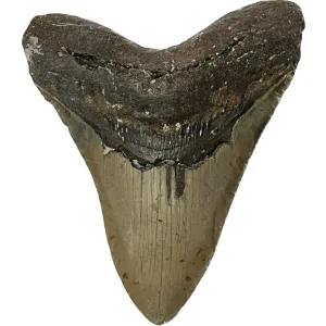Megalodon Tooth – 5.69″ Prehistoric Online