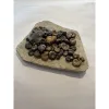 Ammonite display, multiple species Prehistoric Online