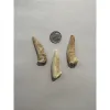 Enchodus Saber tooth, Salmon Prehistoric Online
