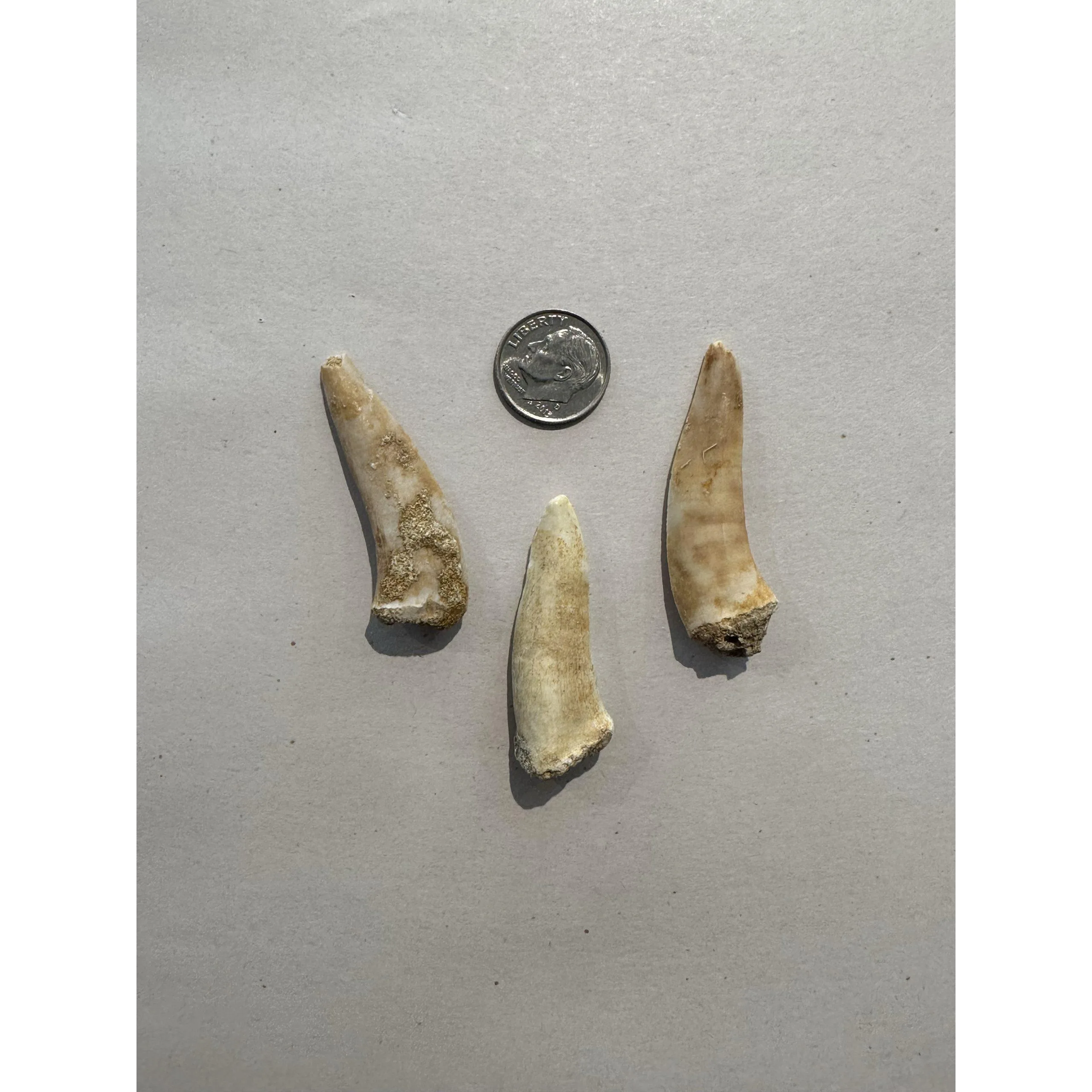 Enchodus Saber tooth, Salmon Prehistoric Online