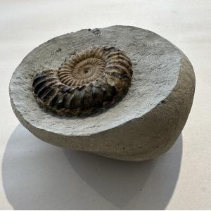 Ammonite Fossil, Lyme Regis, England Prehistoric Online
