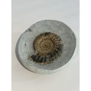 Ammonite Fossil, Lyme Regis, England Prehistoric Online