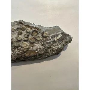 Ammonites on petrified wood, England Prehistoric Online