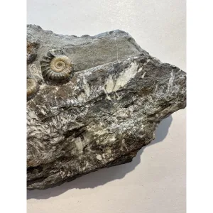 Ammonites on petrified wood, England Prehistoric Online