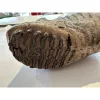 Huge Woolly Mammoth Tooth Prehistoric Online