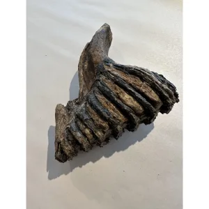 Woolly Mammoth Tooth with root Prehistoric Online