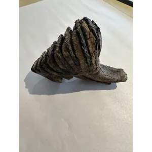 Woolly Mammoth Tooth with root Prehistoric Online