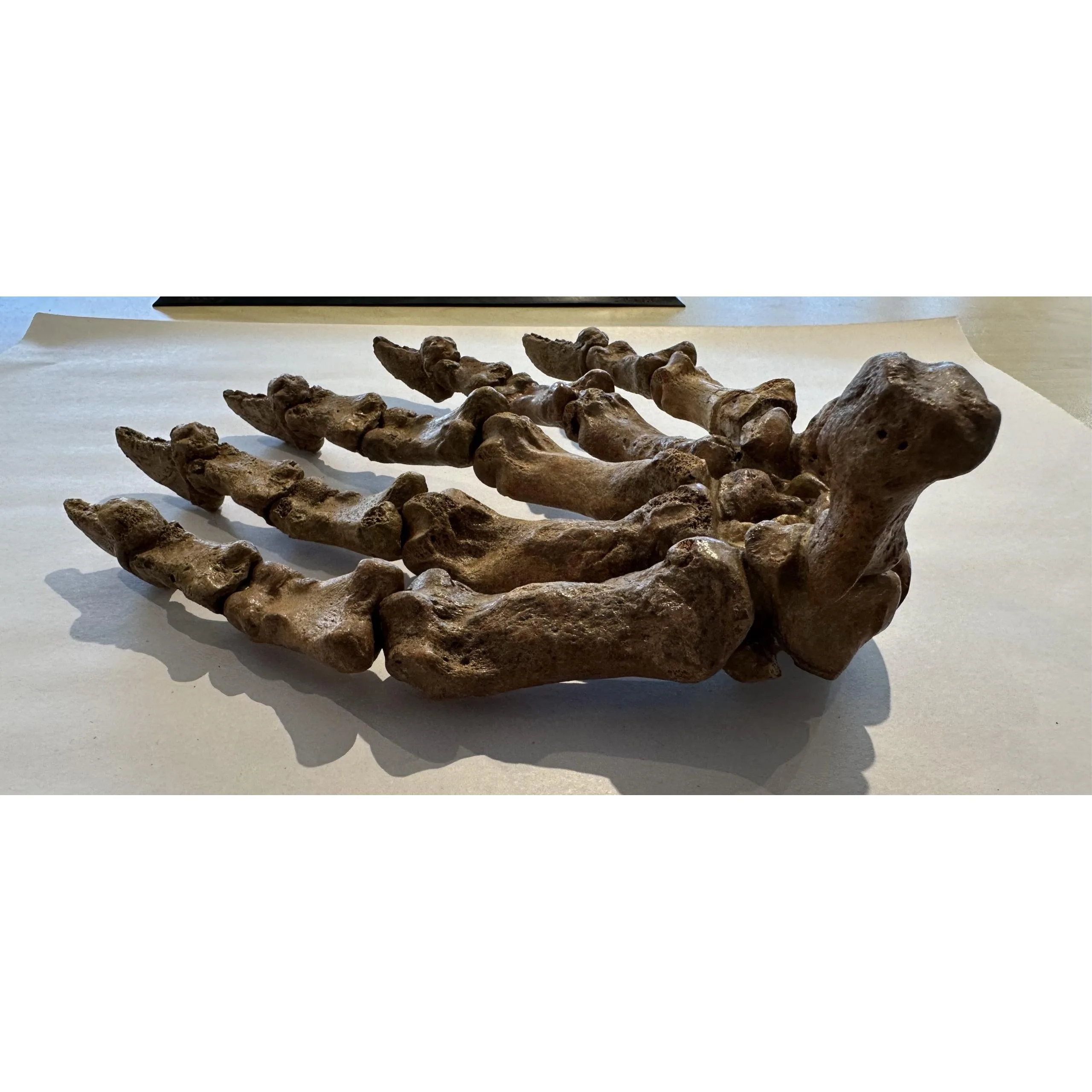 Coyote Skull, Exceptional Prehistoric Online
