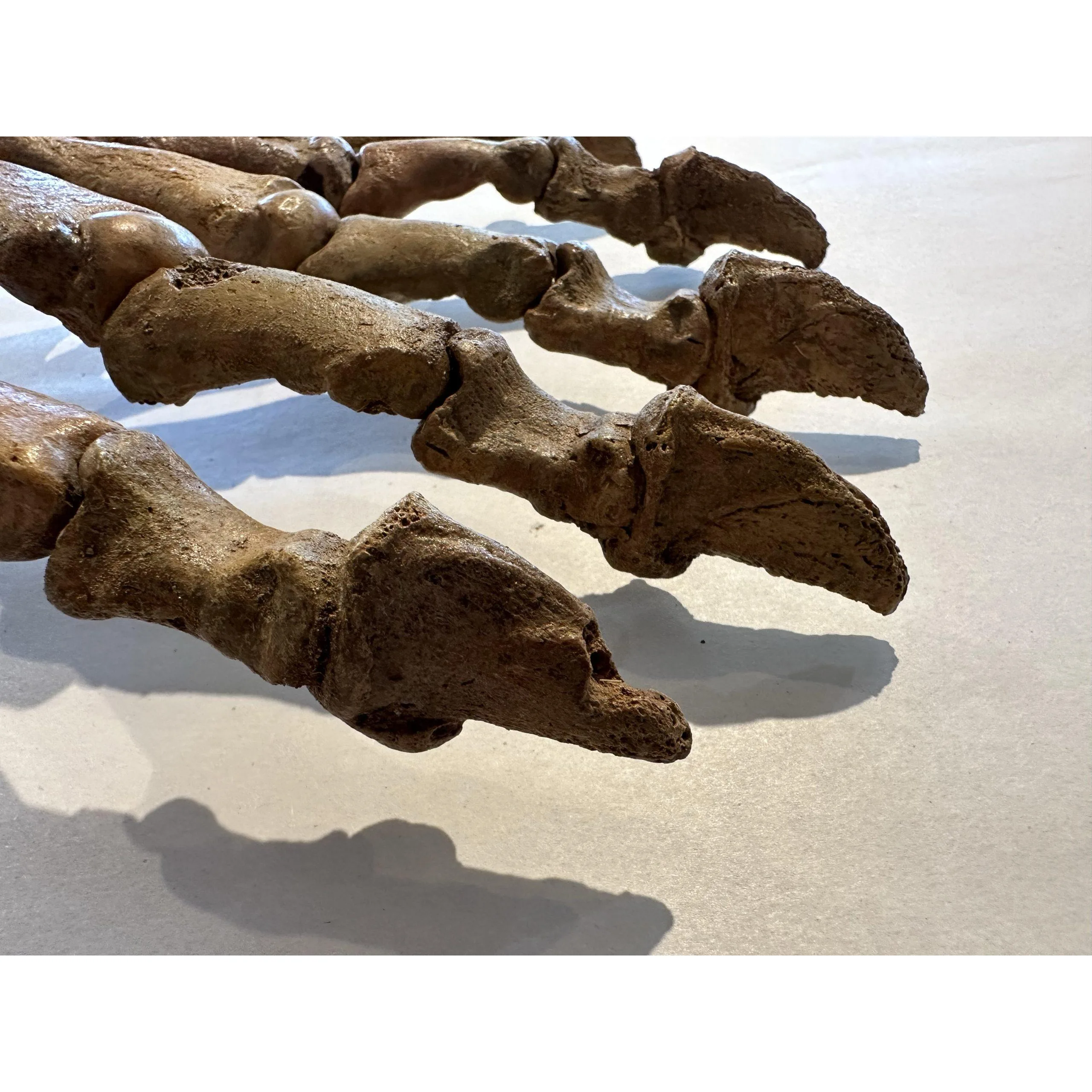 River Otter Skull, Exceptional Prehistoric Online