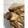 Cave Bear fossil Hand, Europe Prehistoric Online