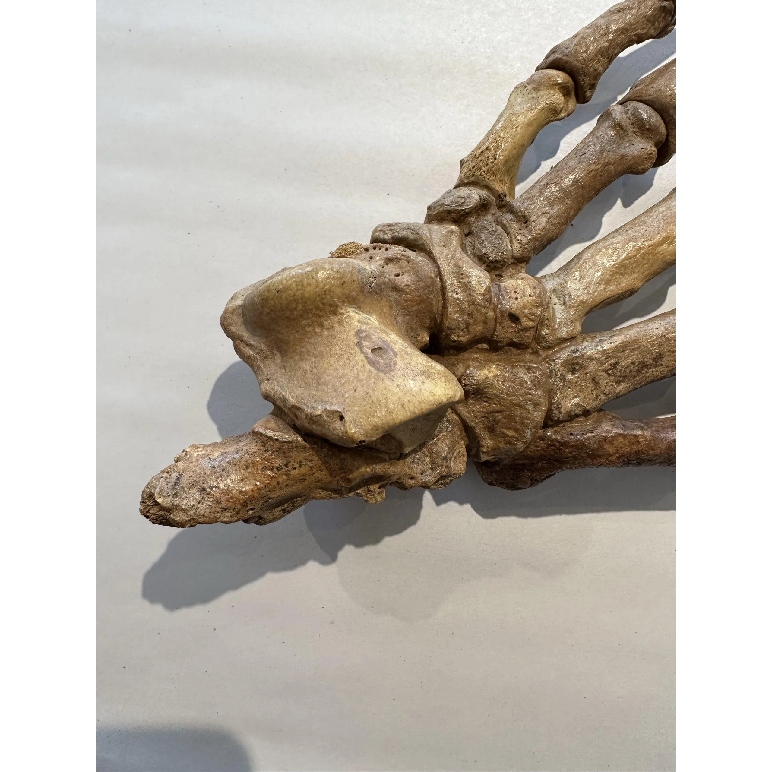Bobcat Skull, Canada Prehistoric Online