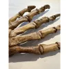Cave Bear fossil foot, Europe Prehistoric Online