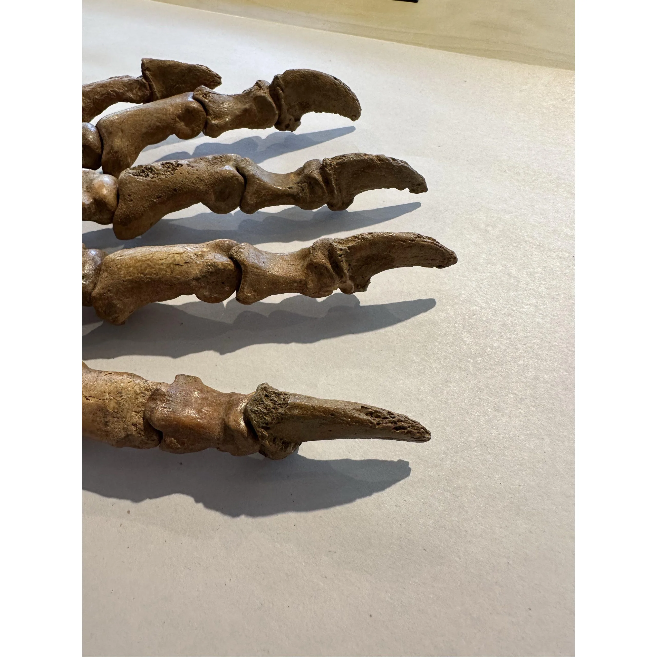 Bat Skeleton in Acrylic Prehistoric Online
