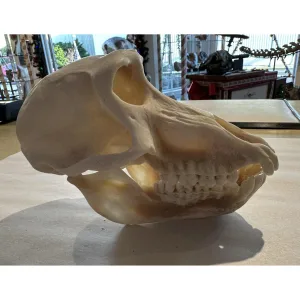 Baboon Skull, Very Rare Prehistoric Online