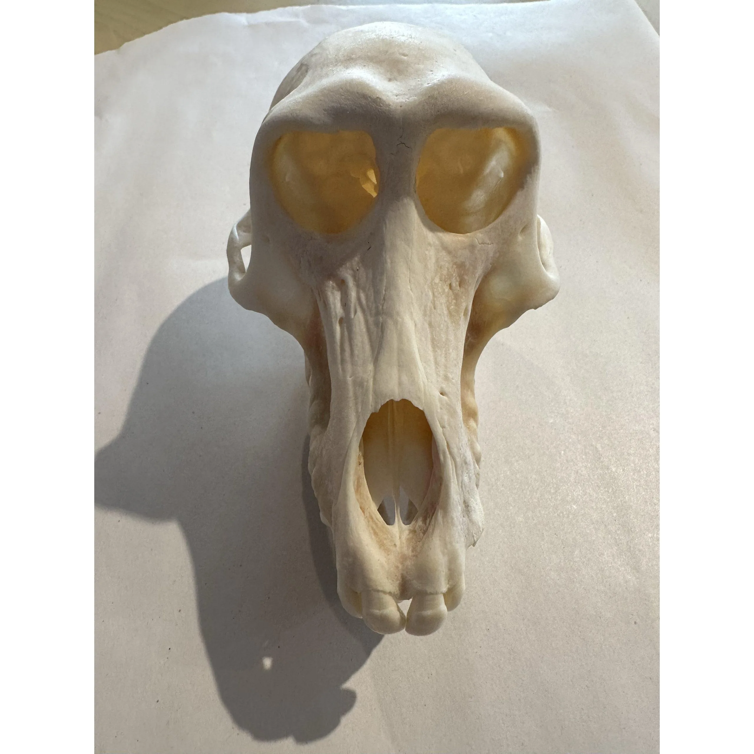 Baboon Skull, Very Rare Prehistoric Online