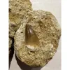 Mosasaur tooth in sandstone matrix Prehistoric Online