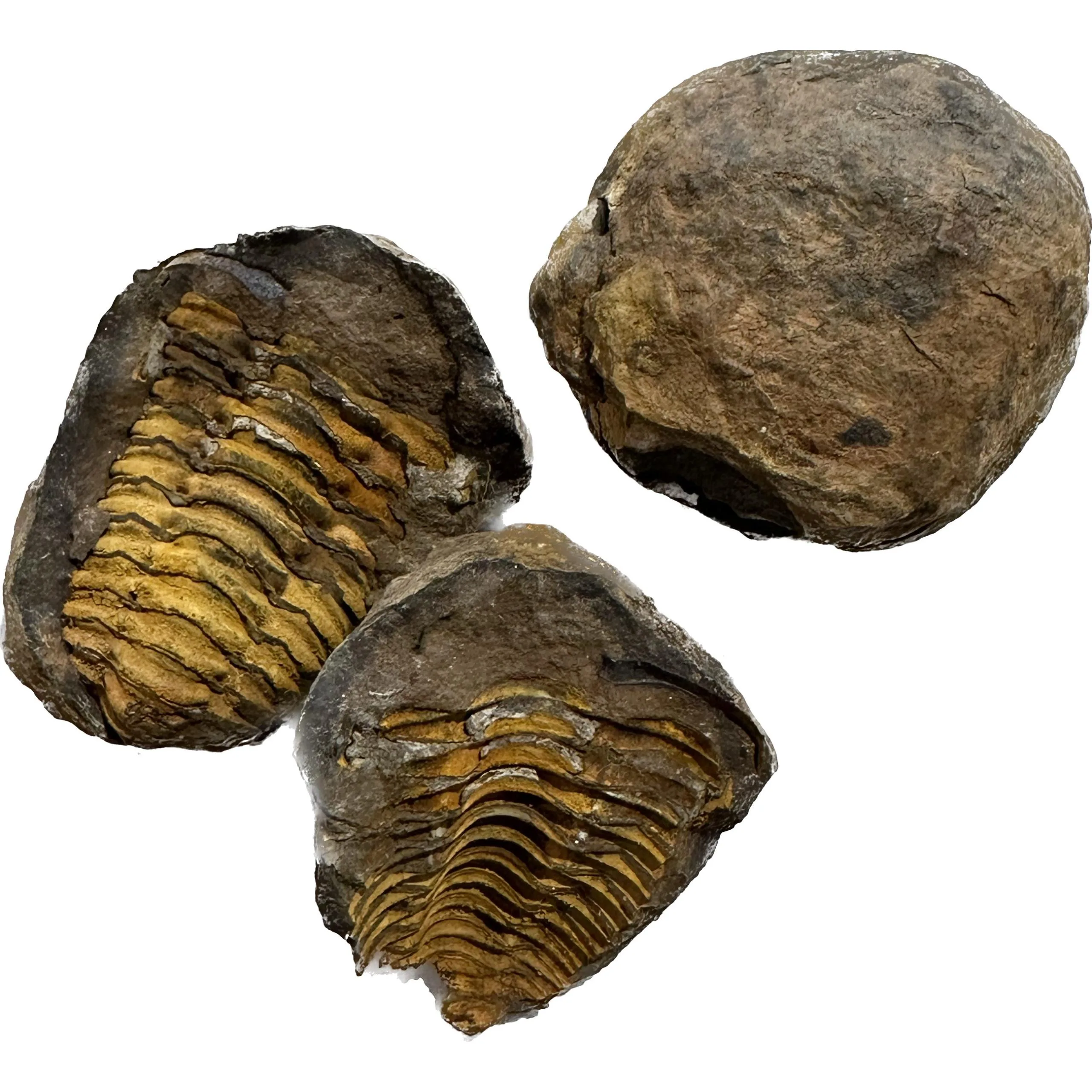 Flexycalymene Trilobite Geode,  Cambrian Prehistoric Online