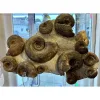Huge Fossil ammonite display, multiple species Prehistoric Online