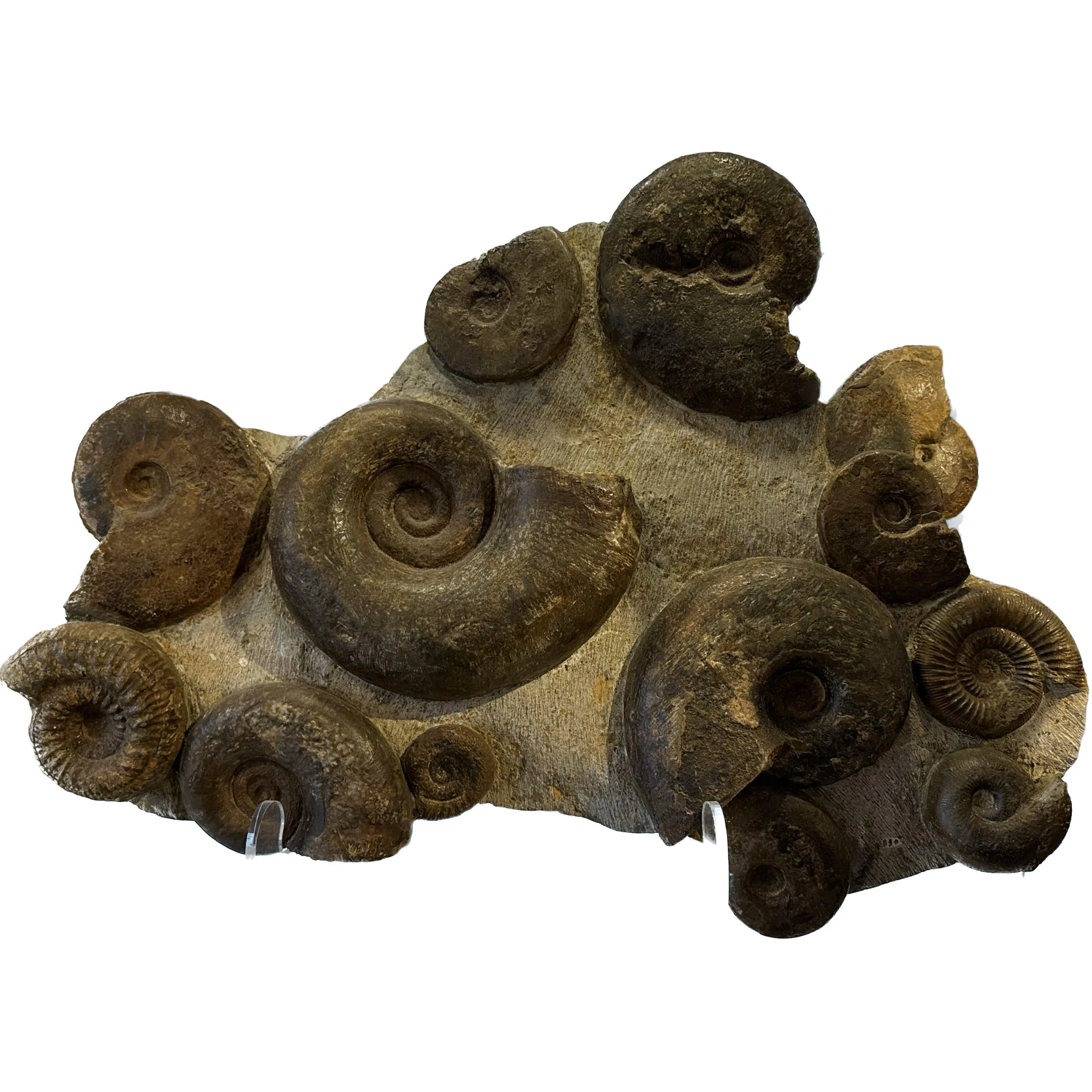 Huge Fossil ammonite display, multiple species Prehistoric Online