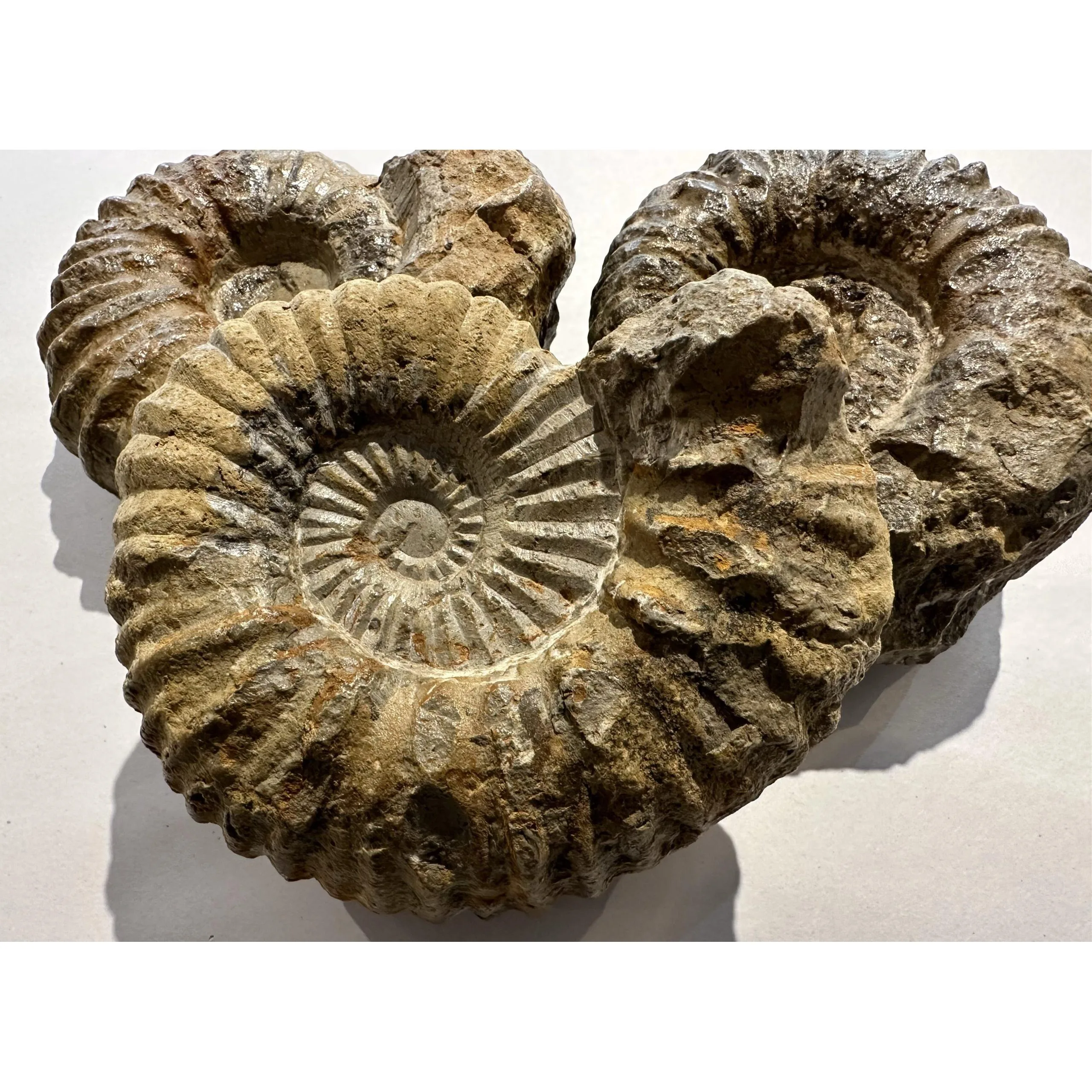 Agadir Ammonite, 6 inches Prehistoric Online