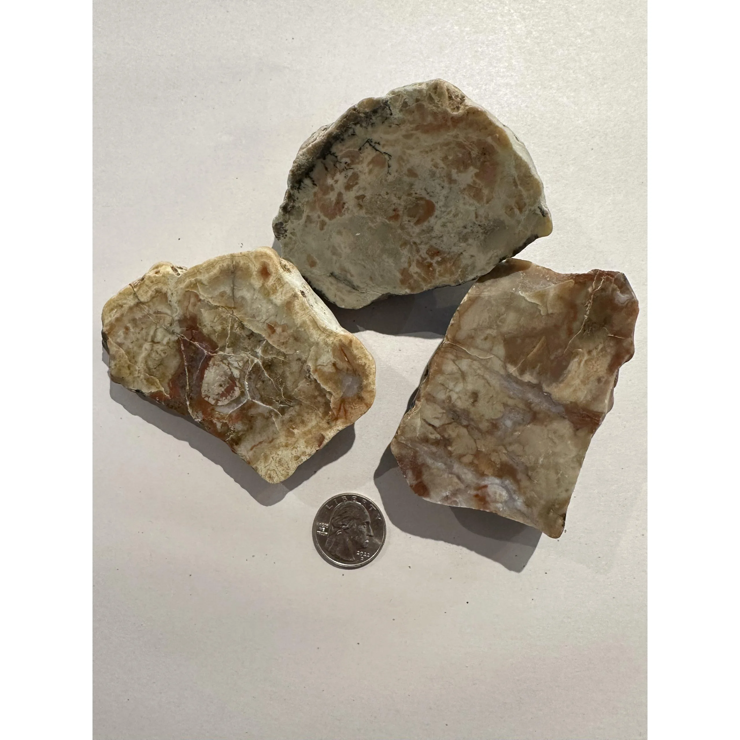 Dinosaur Coprolite, Utah, fossil poop Prehistoric Online
