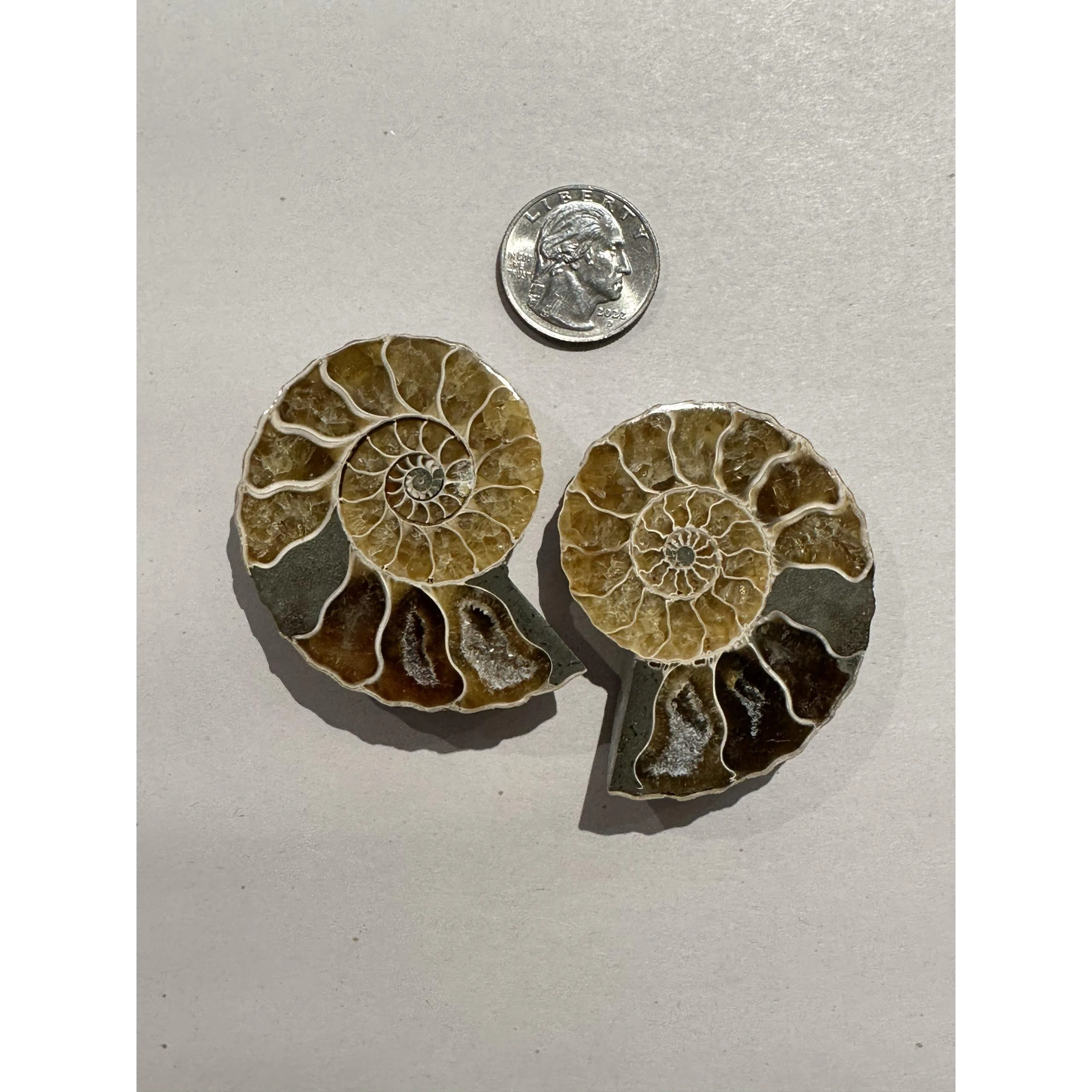 Ammonite sliced pair, Premium Quality Prehistoric Online