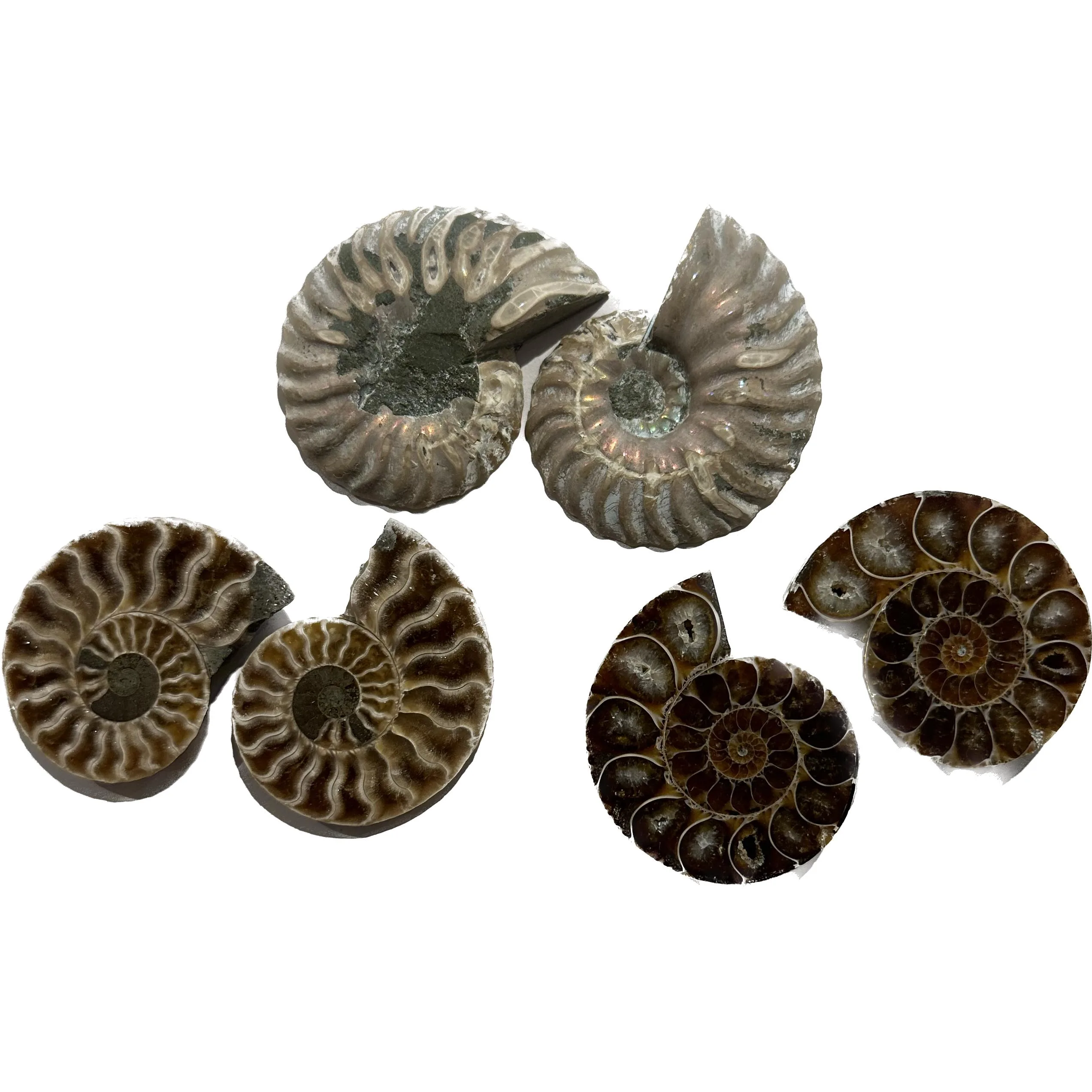 Ammonite sliced pair, Premium Quality Prehistoric Online