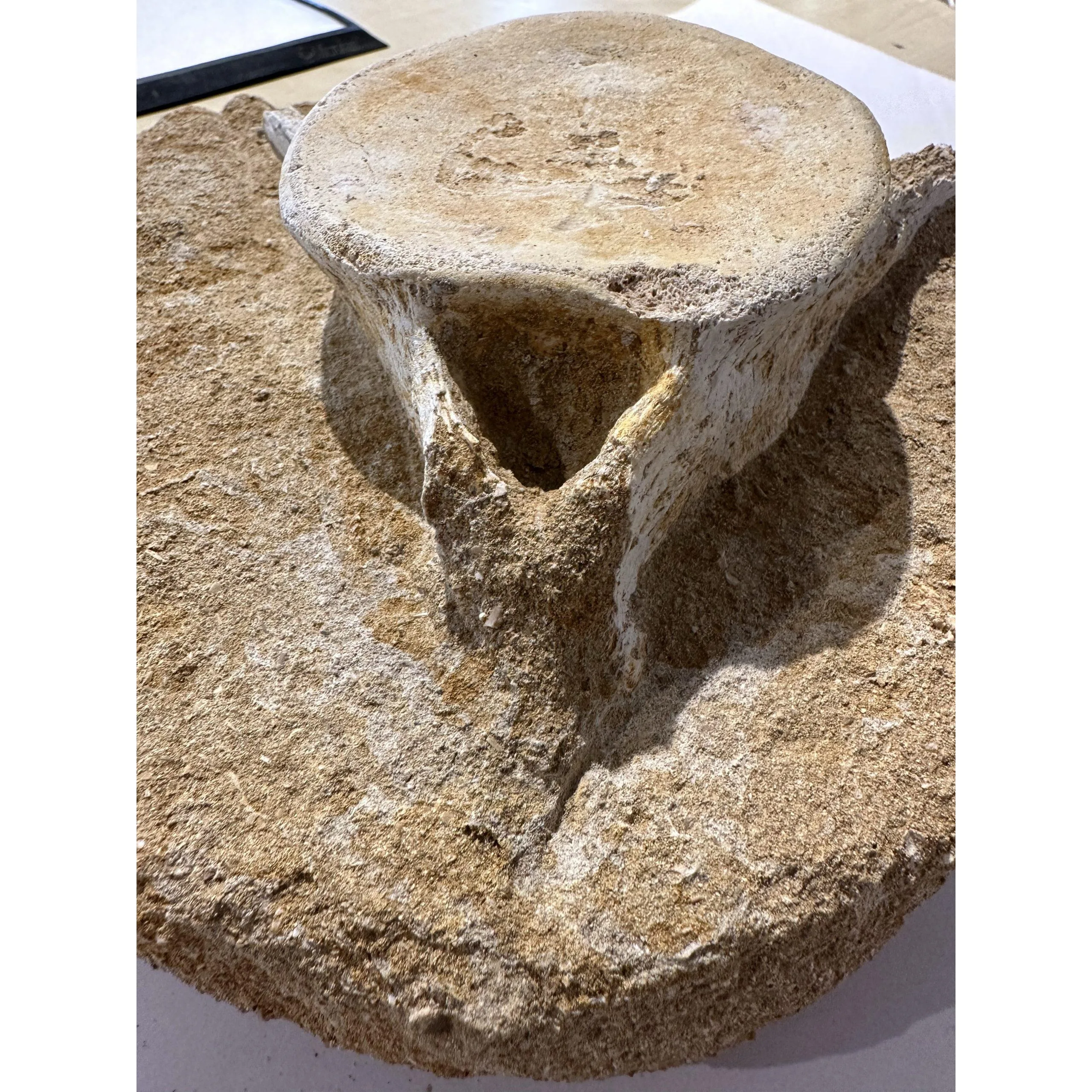Plesiosaurus Vertebrae in sandstone matrix, 8 inch diameter Prehistoric Online