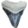 Megalodon Tooth, Bone Valley, Florida, 1.51 inch Prehistoric Online