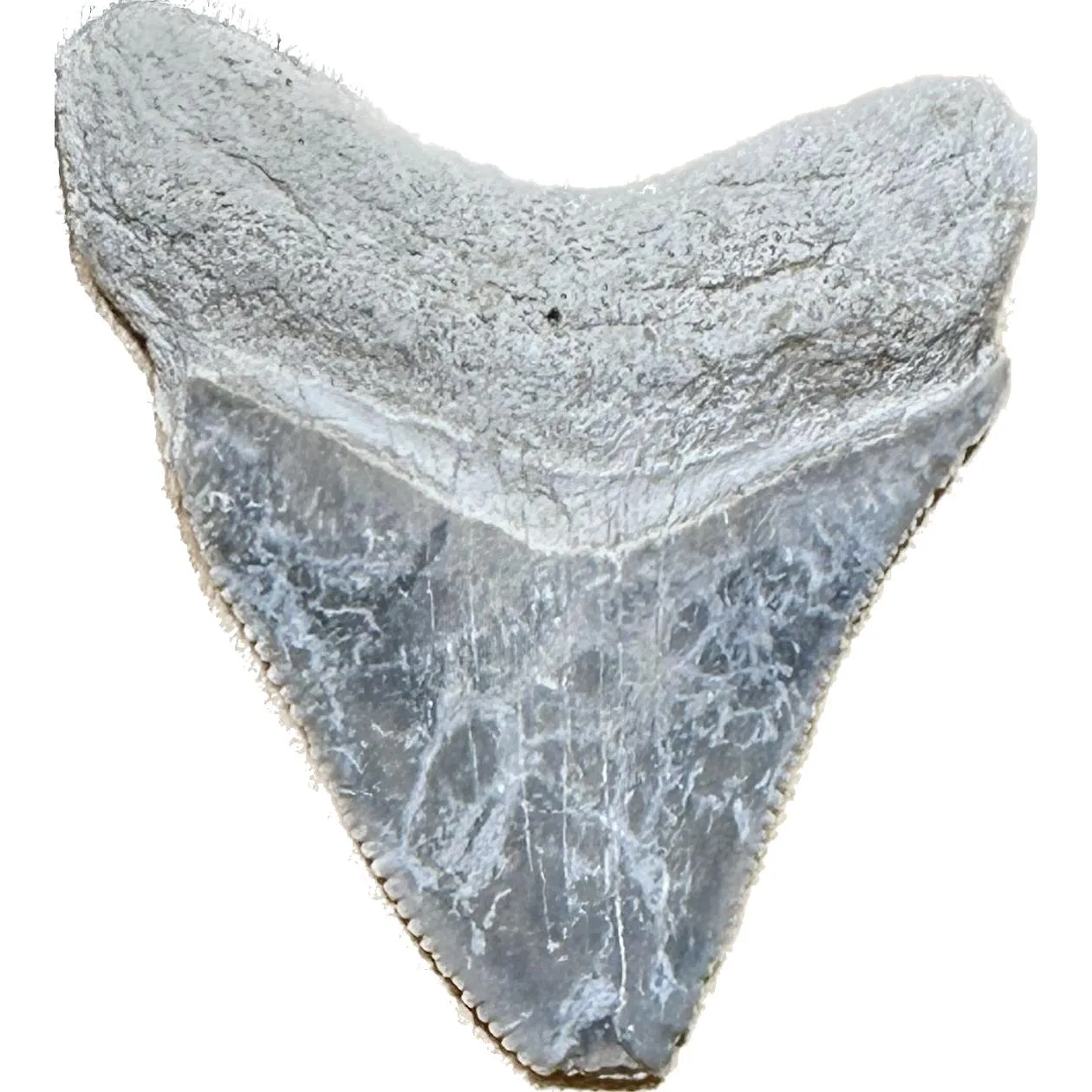Megalodon Tooth  Bone Valley, Florida 1.74 inch Prehistoric Online