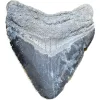 Megalodon Tooth,  Bone Valley, Florida 1.76 inch Prehistoric Online
