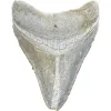 Megalodon Tooth, Bone Valley, Florida, 2.24 inch Prehistoric Online