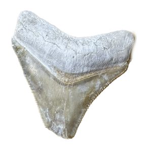 Megalodon Tooth  Bone Valley, Florida 1.75 inch Prehistoric Online