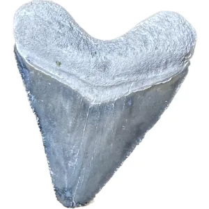 Megalodon Tooth  Bone Valley, Florida 1.73 inch Prehistoric Online