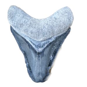 Megalodon Tooth  Bone Valley, Florida 1.60 inch Prehistoric Online