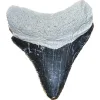 Megalodon Tooth, Bone Valley, Florida, 1.75 inch Prehistoric Online