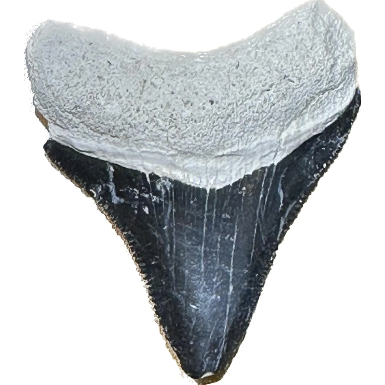 Megalodon Tooth  Bone Valley, Florida 1.75 inch Prehistoric Online