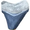 Megalodon Tooth, Bone Valley, Florida, 1.83 inch Prehistoric Online