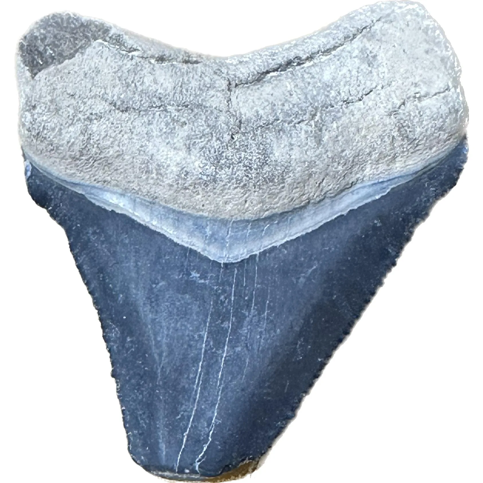 Megalodon Tooth  Bone Valley, Florida 1.83 inch Prehistoric Online