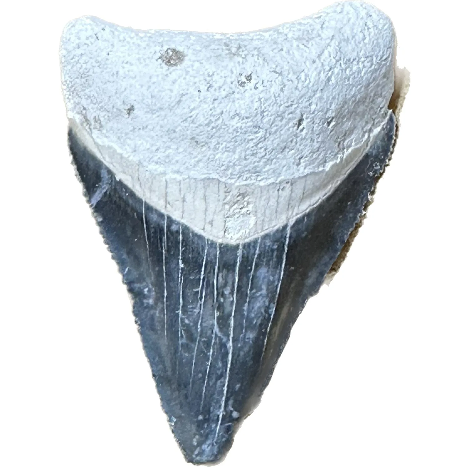 Megalodon Tooth  Bone Valley, Florida 1.50inch Prehistoric Online
