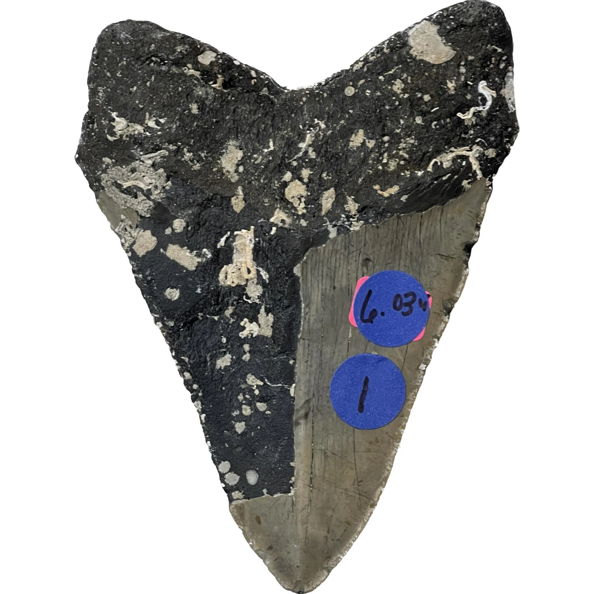 Megalodon Tooth – North Carolina – 6.03 inch, Huge Prehistoric Online