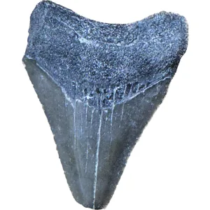 Megalodon Tooth  Bone Valley, Florida 1.76 inch Prehistoric Online