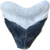 Megalodon Tooth  Bone Valley, Florida 1.36 inch Prehistoric Online