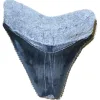 Megalodon Tooth, Bone Valley, Florida,1.56 inch Prehistoric Online
